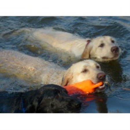 Lab breeder in Georgia picture 2