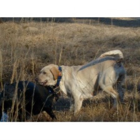 Lab in Georgia picture 2