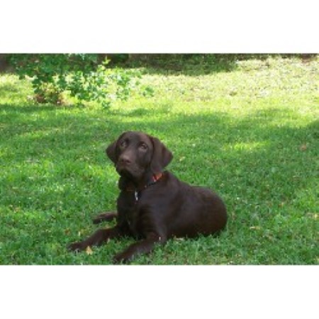 Lab in Georgia