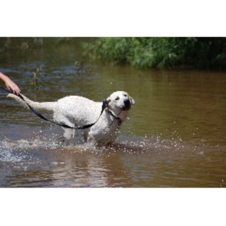 Labrador Retriever breeder in Cadwell Georgia