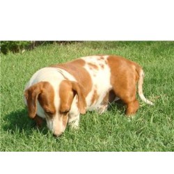 Dachshund Stud in Salisbury, North Carolina