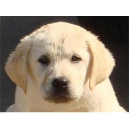 Lab in North Carolina picture 2