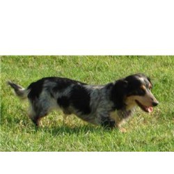Lab breeder in North Carolina picture 2