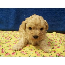Poodle Toy breeder in Minnesota picture 2