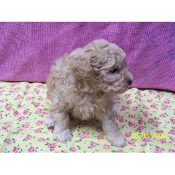 Poodle Toy in Minnesota