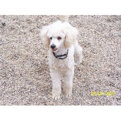 Poodle Toy breeder in Sanborn Minnesota