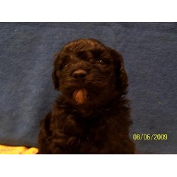 Poodle Toy in Minnesota picture 2