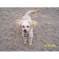 Poodle Toy Breeder in Sanborn, Minnesota