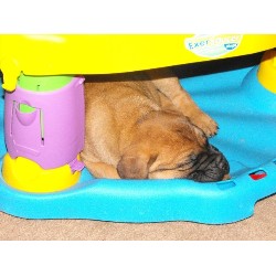 Bullmastiff breeder in Arizona picture 2