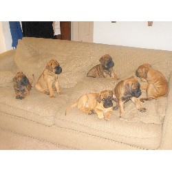 Bullmastiff in Arizona picture 2