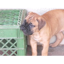Bullmastiff Breeder in Queen Creek, Arizona