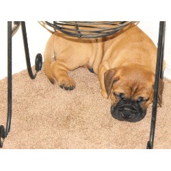 Bullmastiff breeder in Queen Creek Arizona