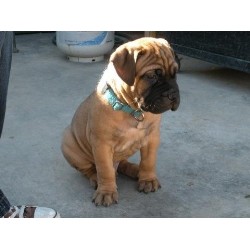 Bullmastiff in Arizona