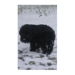 Schnoodle breeder in Sarasota Florida
