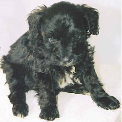 Schnoodle Breeder in Sarasota, Florida