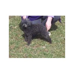 Schnoodle breeder in Florida picture 2