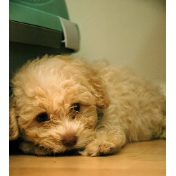 Schnoodle in Florida picture 2