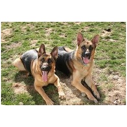German Shepherd Dog Breeder in Coldwater, Michigan