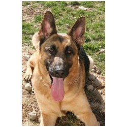 German Shepherd Dog breeder in Coldwater Michigan