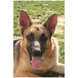 GSD,Alsatian breeder in Michigan picture 2