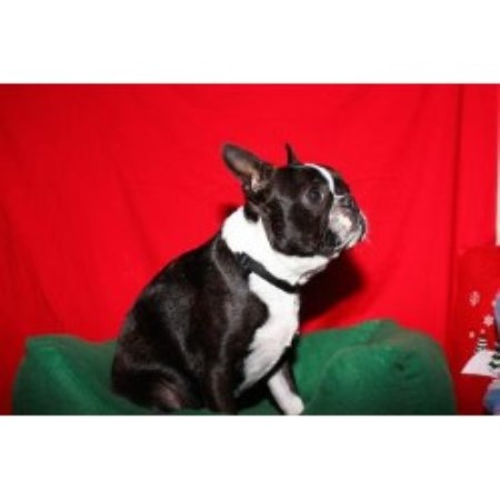 Past saved Boston Terrier