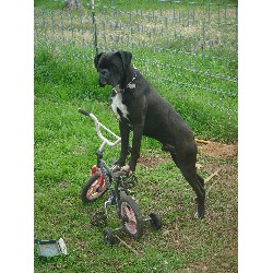 Boxer Stud in Oroville, California