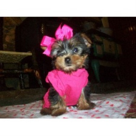 alabama yorkie breeders terrier yorkie breeders in alabama freedoglistings alabama yorkie breeders terrier yorkie breeders in alabama freedoglistings