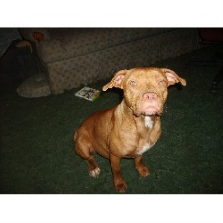 American Pit Bull Terrier Breeder in Spruce Pine, North Carolina