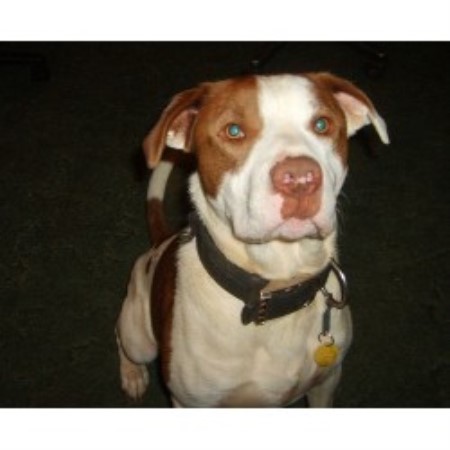 APBT in North Carolina picture 2