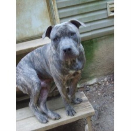 APBT breeder in North Carolina picture 2