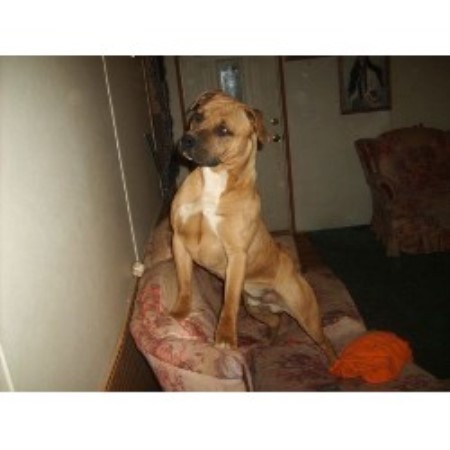 APBT in North Carolina
