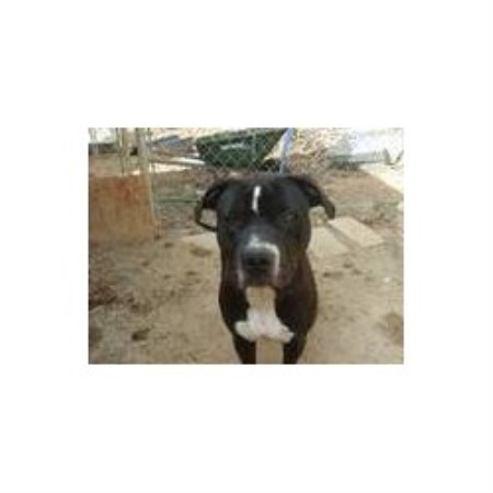 American Pit Bull Terrier breeder in Spruce Pine North Carolina