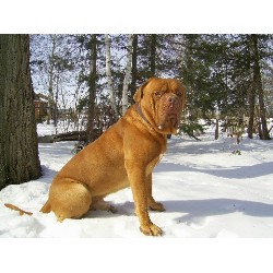 Dogue De Bordeaux Stud in Innisfil, Ontario