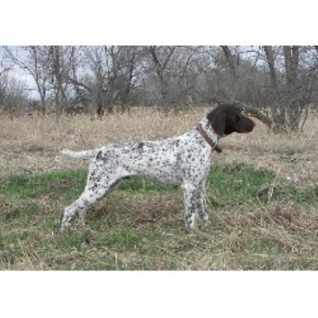 free puppies south dakota ruff trail kennels german shorthaired pointer breeder in aberdeen south dakota free puppies south dakota ruff trail kennels german shorthaired pointer breeder in aberdeen south dakota