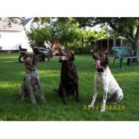 German Shorthaired Pointer in South Dakota