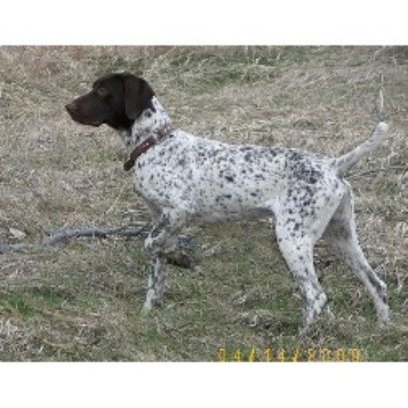 German Shorthaired Pointer in South Dakota picture 2
