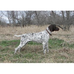 German Shorthaired Pointer Stud in Aberdeen, South Dakota