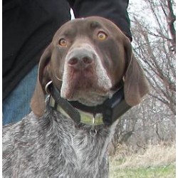German Shorthaired Pointer Stud in Aberdeen, South Dakota