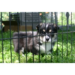 Pembroke Welsh Corgi breeder in Monticello Iowa
