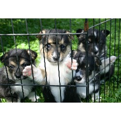 Pembroke Welsh Corgi Breeder in Monticello, Iowa