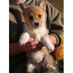 Pembroke Welsh Corgi in Iowa