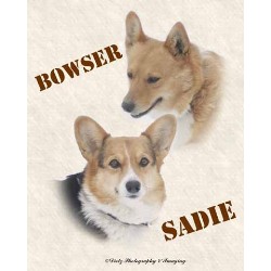 Pembroke Welsh Corgi in Iowa picture 2