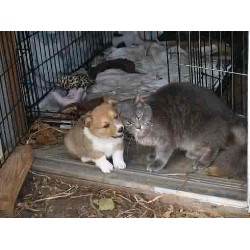 Pembroke Welsh Corgi breeder in Iowa picture 2