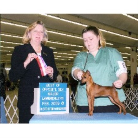 Miniature Pinscher Breeder in Taylorsville, North Carolina