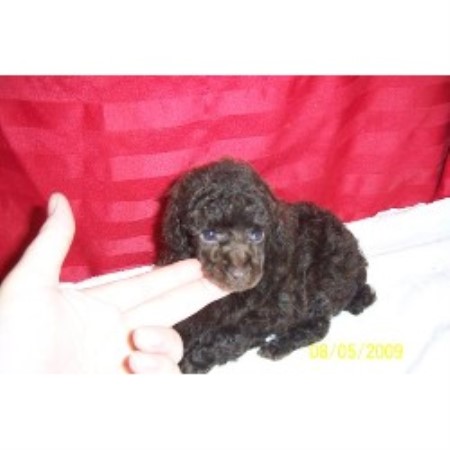 Poodle Toy in West Virginia