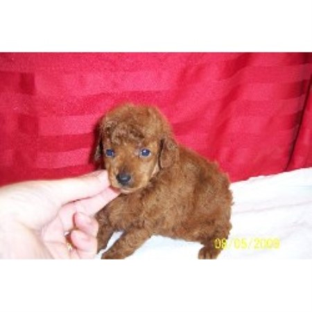 Poodle Toy breeder in West Virginia picture 2