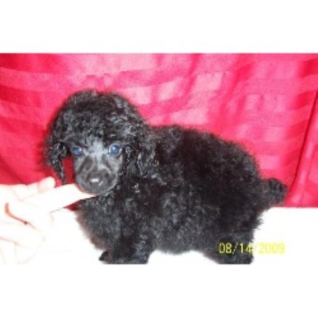Poodle Toy Breeder in Wayne, West Virginia