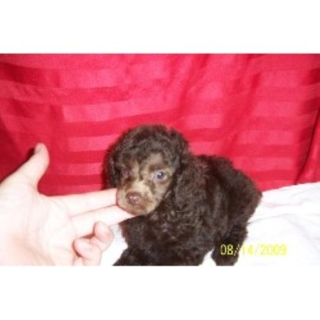 Poodle Toy breeder in Wayne West Virginia
