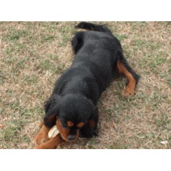 Cavalier King Charles Spaniel Stud in Mulberry, Arkansas