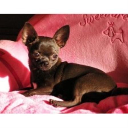 Chihuahua in Indiana picture 2